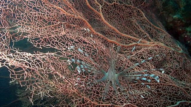 海下粉红色热带珊瑚柳珊瑚上的狮子鱼。视频下载