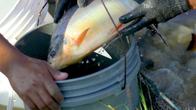 玻利維亞圣克魯斯亞帕卡尼的魚塘中，養魚戶為坦巴基魚和帕庫魚(Serrasalmus)提供均衡食物視頻下載