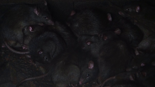 黑鼠家族，入侵物种，动物瘟疫，来自亚洲的啮齿动物视频素材
