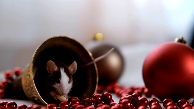 一个小老鼠坐在圣诞钟上吃奶酪的特写。标志2020年新年。视频素材