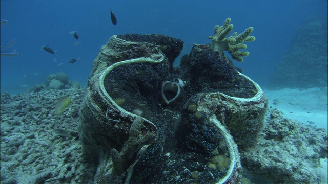 大堡礁的一只巨型牡蛎啪的一声闭上了。视频下载