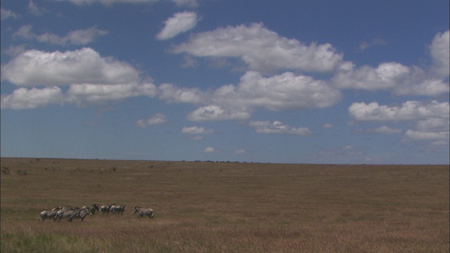 一群斑马站在非洲的大草原上。视频下载