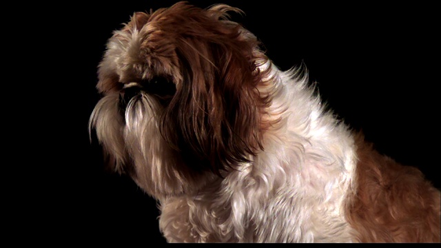 一只毛发蓬乱的狗慢动作地摇着头，长着一圈长长的毛发。视频下载