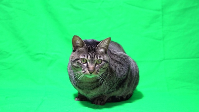 绿色背景的猫视频下载