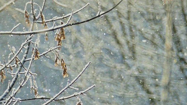 冬天。白雪覆盖的枫树枝上有干燥的种子和小雪花在阳光下闪闪发光。视频下载