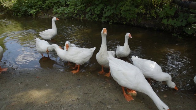 一群白鹅在乡间的河岸上吃草视频下载