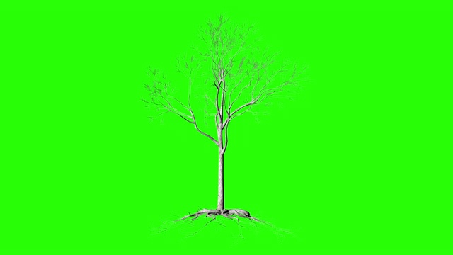 有根的无叶树，长时间生长，绿屏变色视频下载
