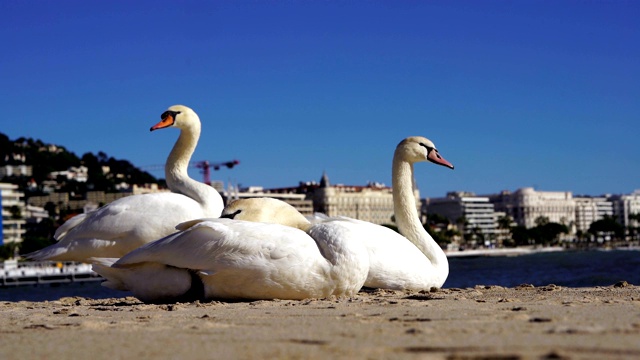 戛纳海滩上的鹅视频素材