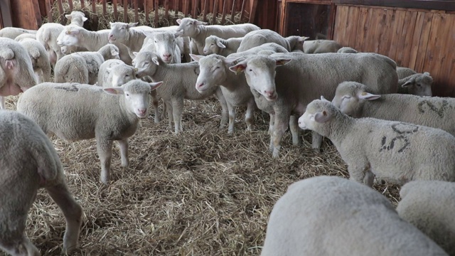 农业的羊视频素材