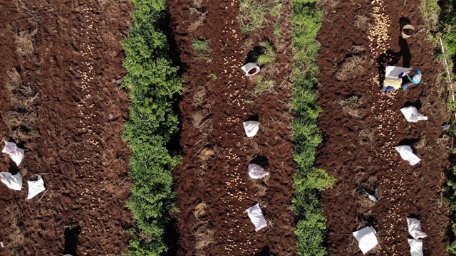 Dieng高原农民收获土豆的4K鸟瞰图视频素材