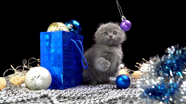 苏格兰折叠猫玩圣诞装饰视频下载
