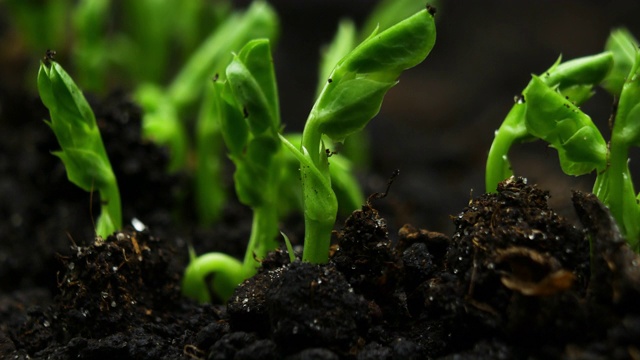在溫室農業中，春播期發芽的新生豌豆植株視頻素材