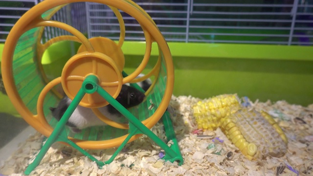 老鼠或老鼠在轮子上跑视频素材