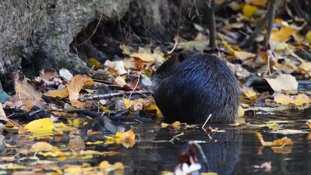 河狸鼠的自然栖息地视频素材