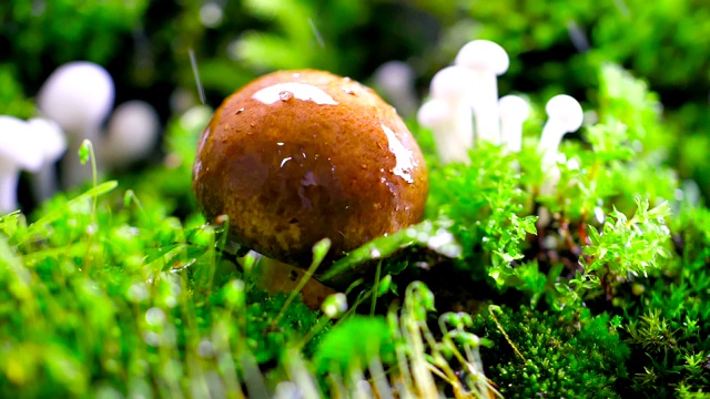 雨中的蘑菇视频下载