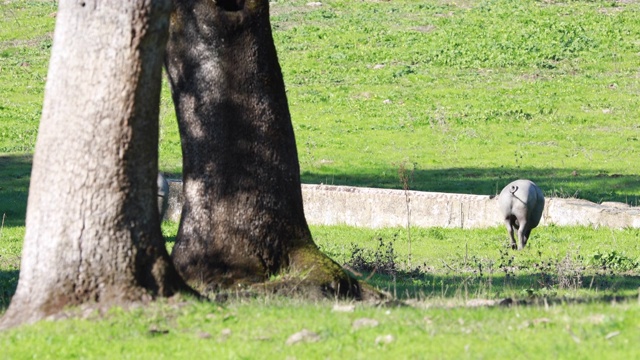 伊比利亚猪在哈乌戈草原上奔跑，韦尔瓦秋阿拉塞纳山脉视频素材