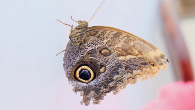 美丽的棕色蝴蝶上灰白色的背景特写视频下载