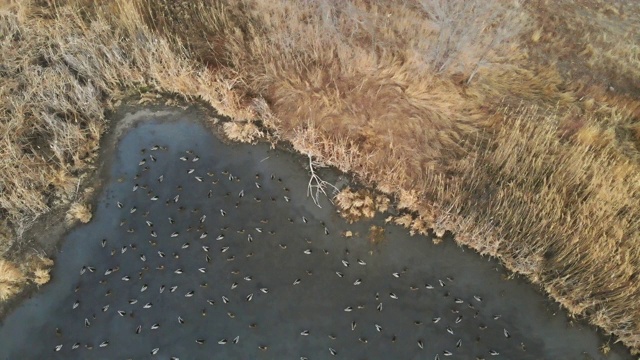 鸭群喂养和游泳在乡村池塘西部科罗拉多户外视频下载