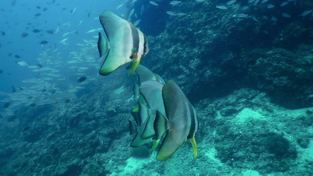 长鳍白鳍鱼水下珊瑚礁中的一种蝙蝠鱼视频素材