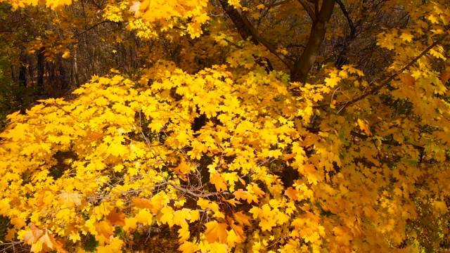 全景近秋天的黄色枫树特写视频素材