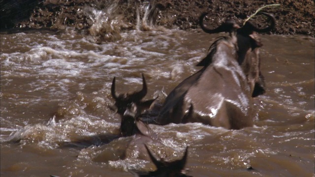 角马涉水而过，然后爬到干涸的河岸上。视频素材