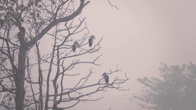 观鸟树上的大白鹭视频素材