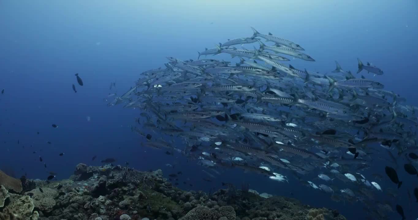 一大群梭鱼和鲹鱼围绕着珊瑚礁视频购买