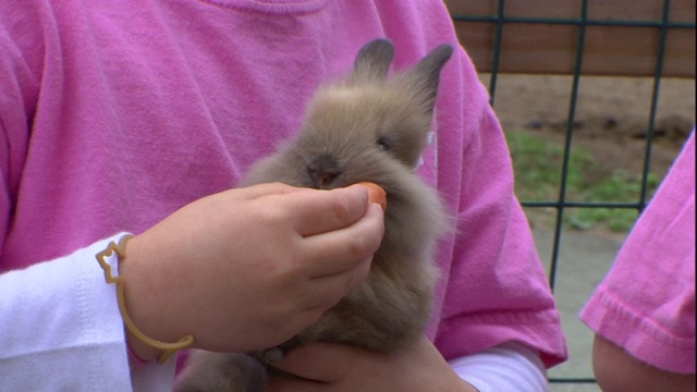 一个孩子在喂宠物兔子。视频下载