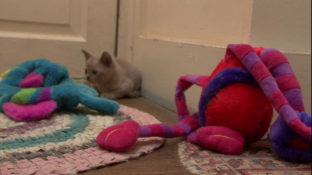 一只害羞的东京猫盯着一个移动的玩具。视频下载