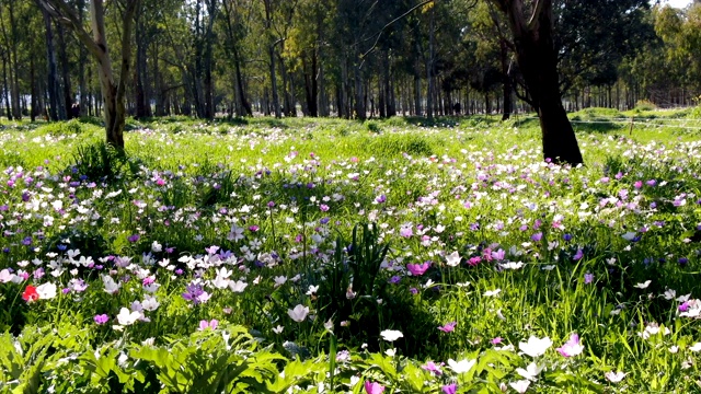 春天盛开的银莲花，有野花/以色列加利利视频购买