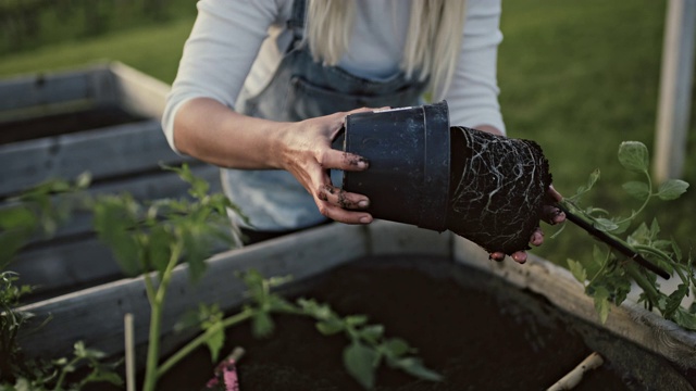 女士在花园的土壤中种植盆栽番茄视频下载