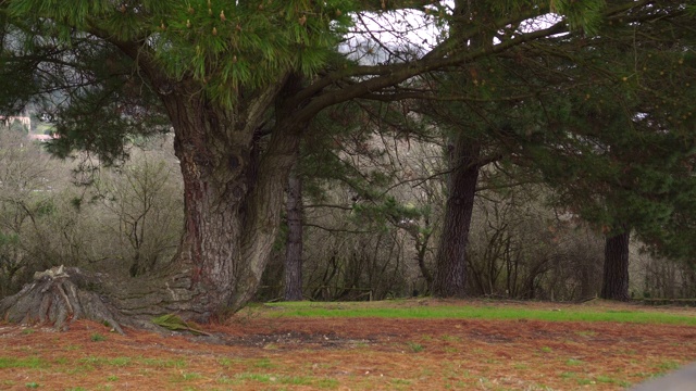 公园里一棵长着树枝和绿针的大松树在风中摇曳视频下载