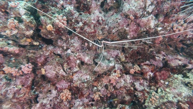 水下珊瑚礁中的彩色多刺龙虾(花斑龙虾)视频素材