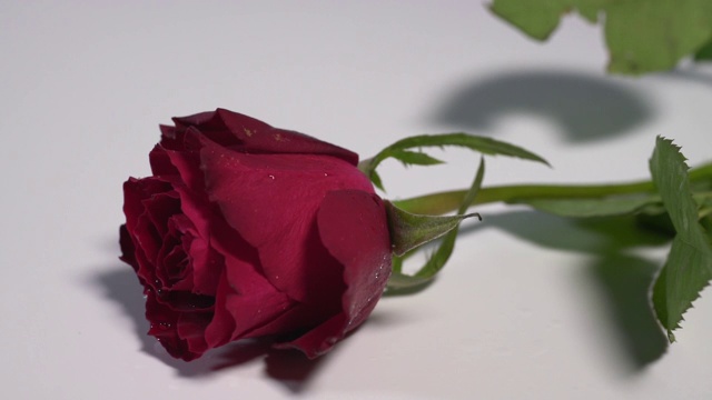 一朵红玫瑰落在白色的表面视频素材