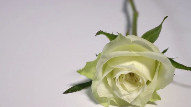 一朵白玫瑰落在白色的表面，溅起露水视频素材