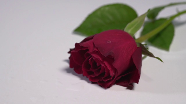 一朵红玫瑰落在白色的表面，溅起露水视频素材