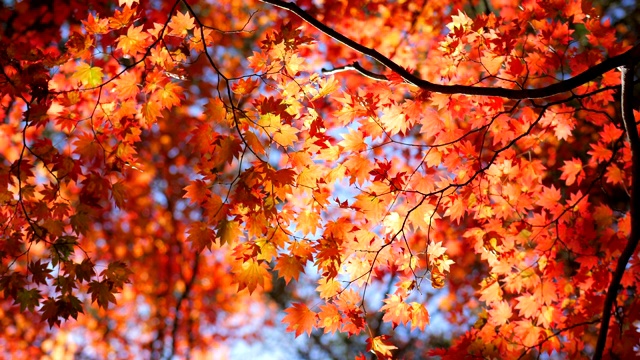 秋葉與藍天視頻素材