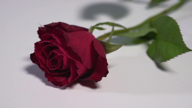 两朵红玫瑰落在白色的表面，溅起露水视频下载