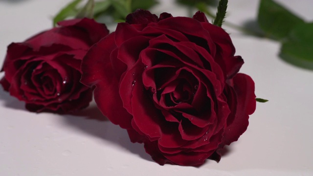 两朵红玫瑰落在白色的表面，溅起露水视频素材