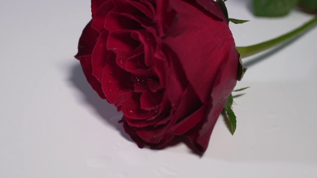 一朵红玫瑰落在白色的表面，溅起露水视频素材