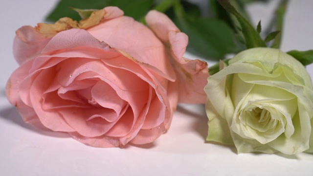一朵粉红色的玫瑰落在白色的表面，溅起露水视频素材