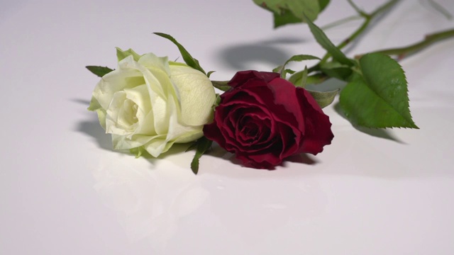 一朵白玫瑰和一朵红玫瑰落在白色的表面，溅起露水视频素材