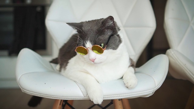 滑稽的猫戴上了太阳镜。坐在时髦的椅子上。背景明亮的房间视频下载
