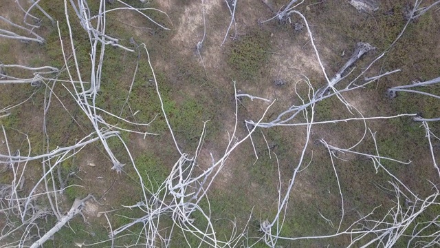 意大利阿塞伊的死森林视频素材