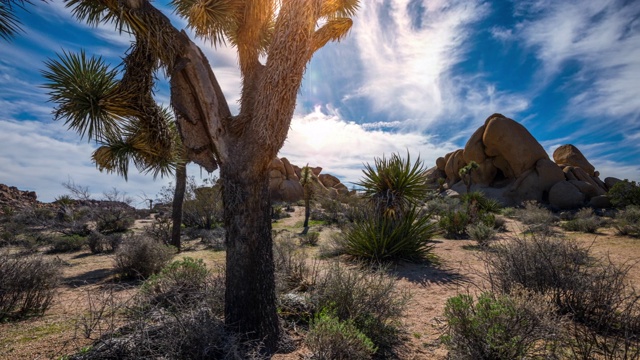 沙漠-约书亚树国家公园-时间流逝跟踪拍摄视频素材