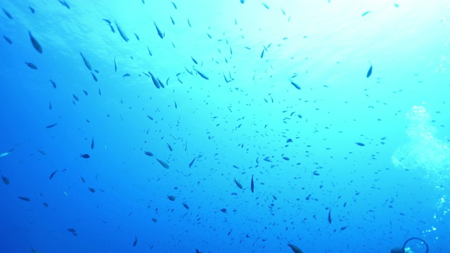 水下观海洋鱼类成群结队视频下载