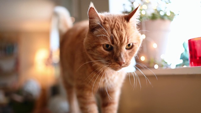 红猫从沙发上走向摄像机视频下载