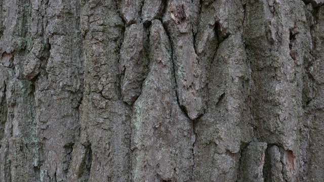 橡树树皮。摄像机慢慢地滑过树干表面视频下载