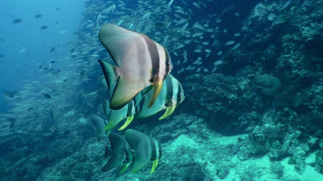 长鳍白鳍鱼蝙蝠鱼(Platax teira)，生活在水下珊瑚礁上的鱼群视频素材