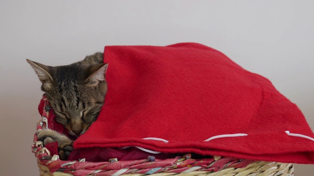 汤姆猫在一个篮子里，上面盖着红色的毯子，正在做梦，摇着尾巴。视频下载